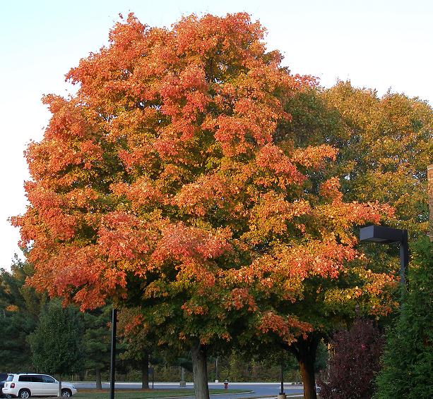 bright fall color tree